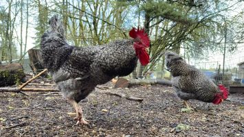 Chickens