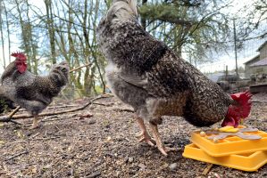 Chicken Enrichment