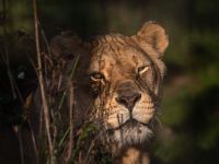 Chobe Chobe