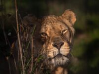 Chobe Chobe