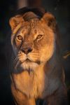 Chobe Chobe