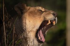 Chobe Chobe