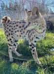 Serval Cricket lost a front leg from the ravages of Metabolic Bone Disease Cricket