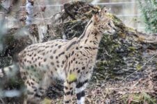 Duma Duma