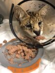 Cairo eating after surgery