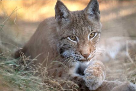 Felix Eurasian Lynx WildCat Ridge Sanctuary