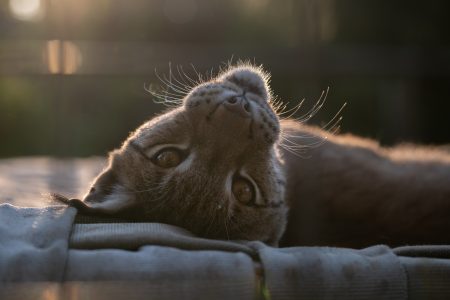 Felix Eurasian Lynx WildCat Ridge Sanctuary