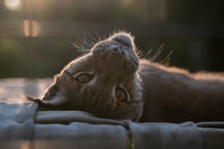 Felix Eurasian Lynx WildCat Ridge Sanctuary