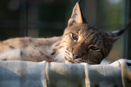 Felix Eurasian Lynx WildCat Ridge Sanctuary