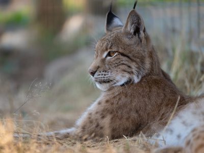 Felix Eurasian Lynx WildCat Ridge Sanctuary