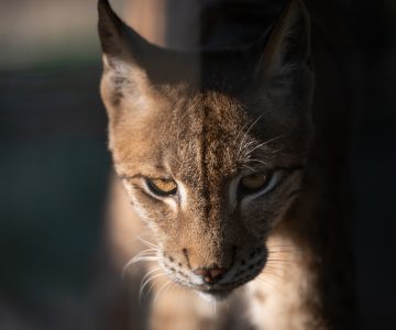Felix Eurasian Lynx WildCat Ridge Sanctuary