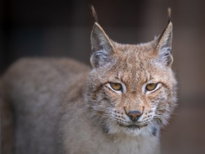 Felix Eurasian Lynx WildCat Ridge Sanctuary