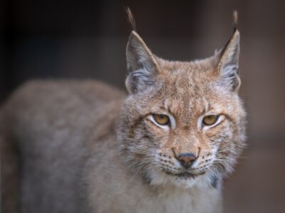 Felix Eurasian Lynx WildCat Ridge Sanctuary