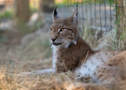 Felix Eurasian Lynx WildCat Ridge Sanctuary
