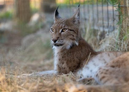 Felix Eurasian Lynx WildCat Ridge Sanctuary