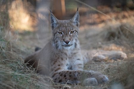 Felix Eurasian Lynx WildCat Ridge Sanctuary
