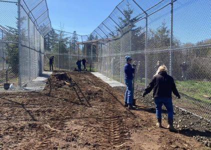 Building new tiger enclosures