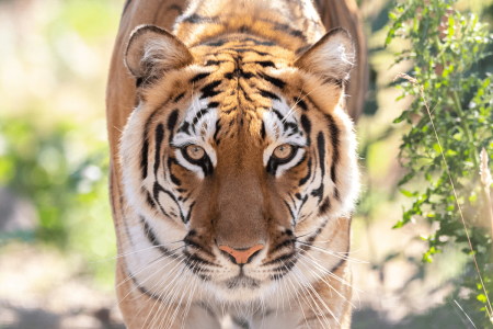 Hirah Hirah