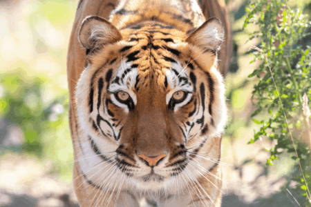 Hirah Hirah