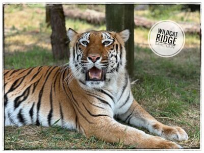 Hirah