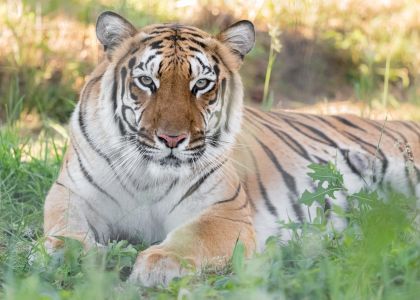Hirah