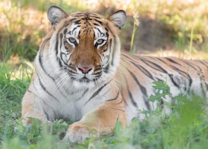 Hirah