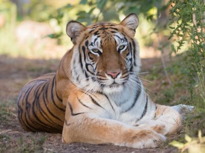 Hirah