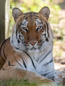 Hirah