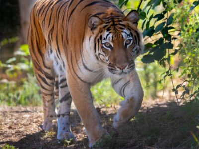 Hirah