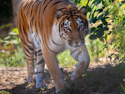 Hirah