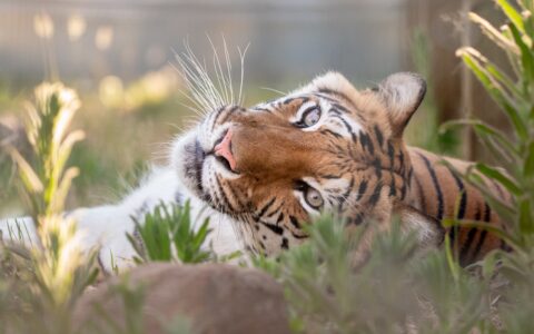 Hirah