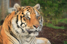 Hobbes