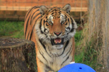Hobbes
