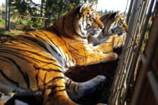 Hobbes