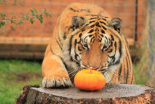 Hobbes Hobbes