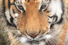 Hobbes