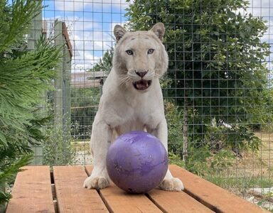 Indira and her ball Indira and her ball