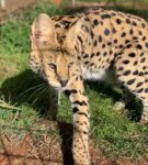 Jett