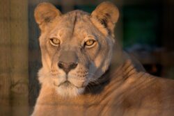 Kariba Lioness WildCat Ridge Sanctuary