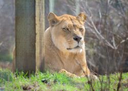 Kariba Lioness WildCat Ridge Sanctuary