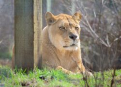 Kariba Lioness WildCat Ridge Sanctuary