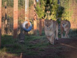Kariba Lioness WildCat Ridge Sanctuary