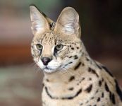 Kenya