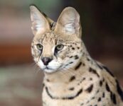 Kenya