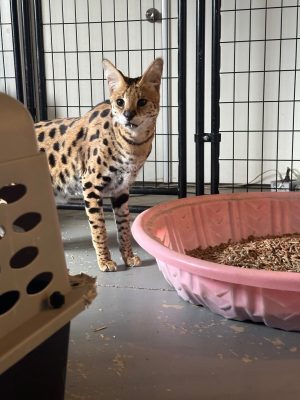 Kyro in Quarantine