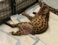 Cairo after leg amputation