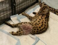 Cairo after leg amputation