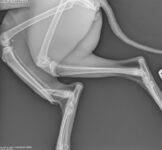 Cairo X-Rays broken leg