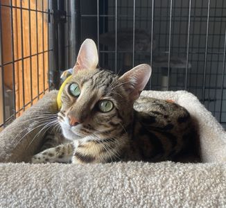 Loki