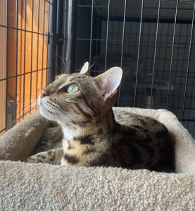 Loki